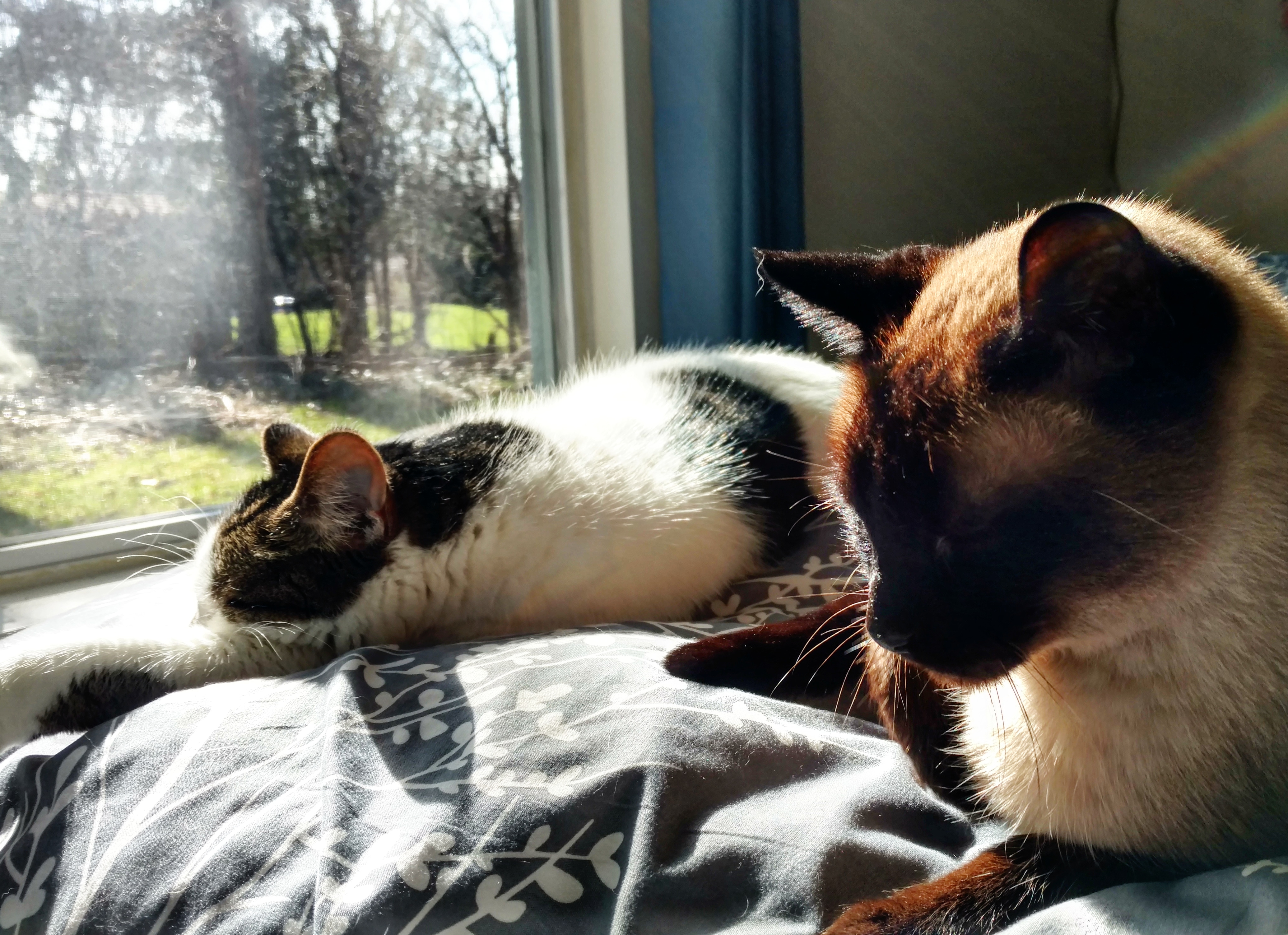 A photo of two cats sleeping in the sun.