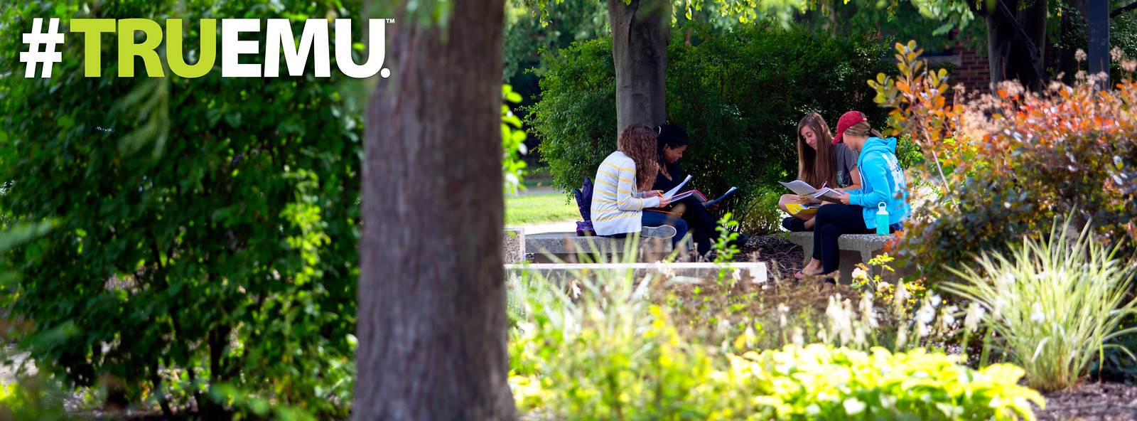 Four students study outdoors.
