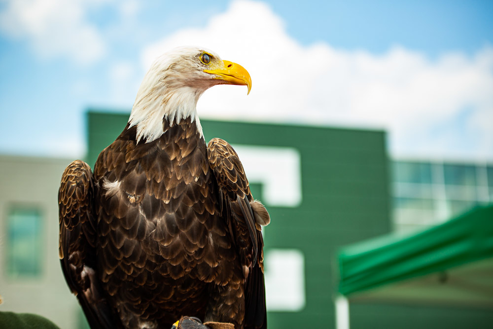 EMU Eagle