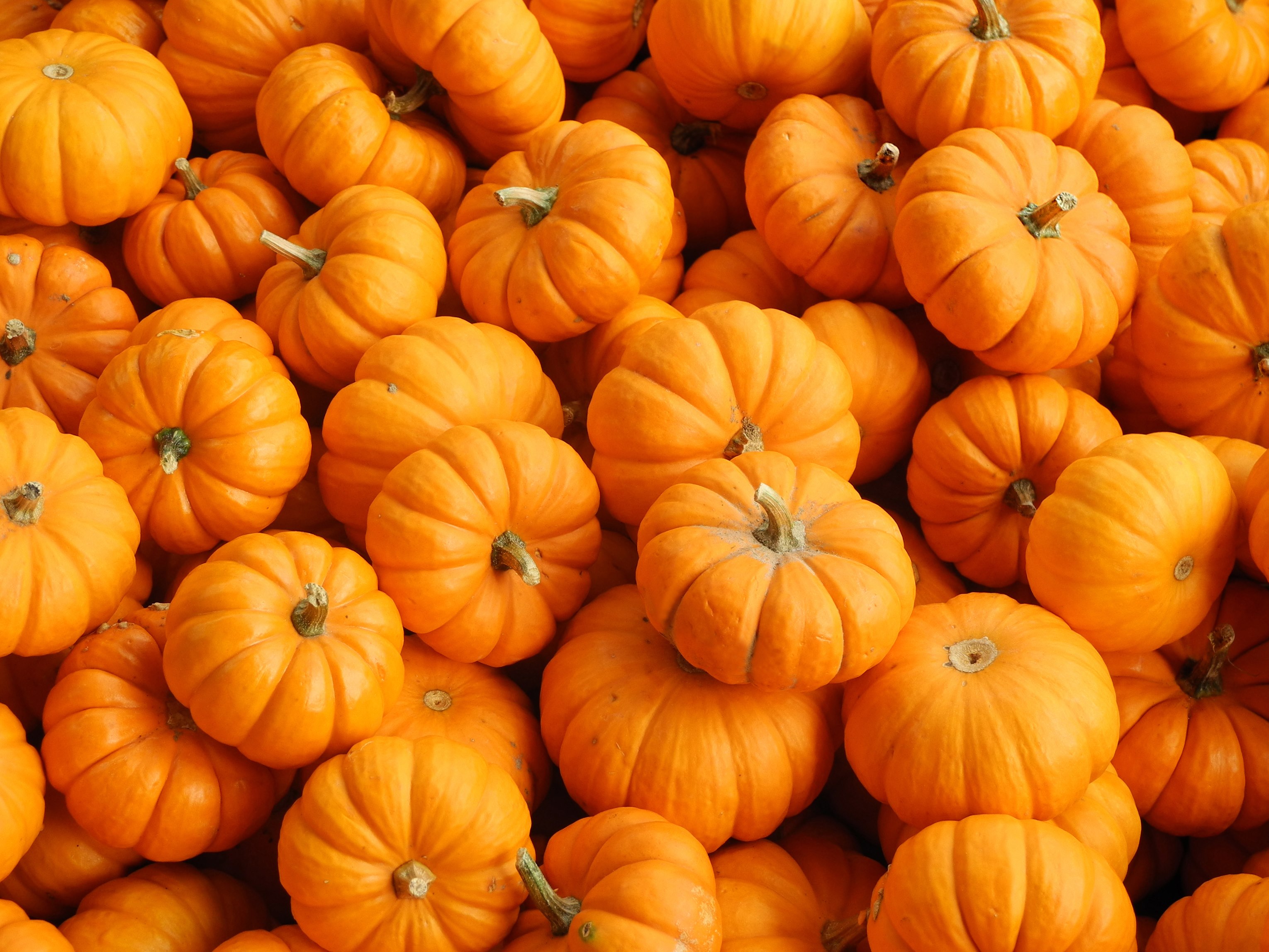 A picture of many pumpkins. Image by wirestock on Freepik.