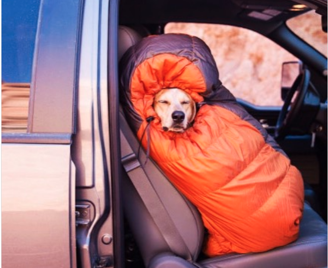 An image of a dog in a sleeping bag