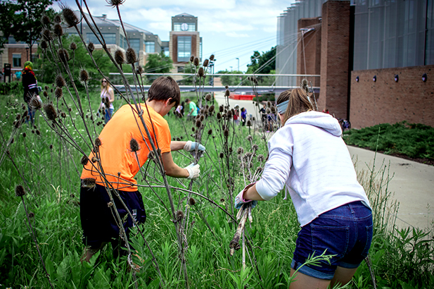 Students remove invasive plants