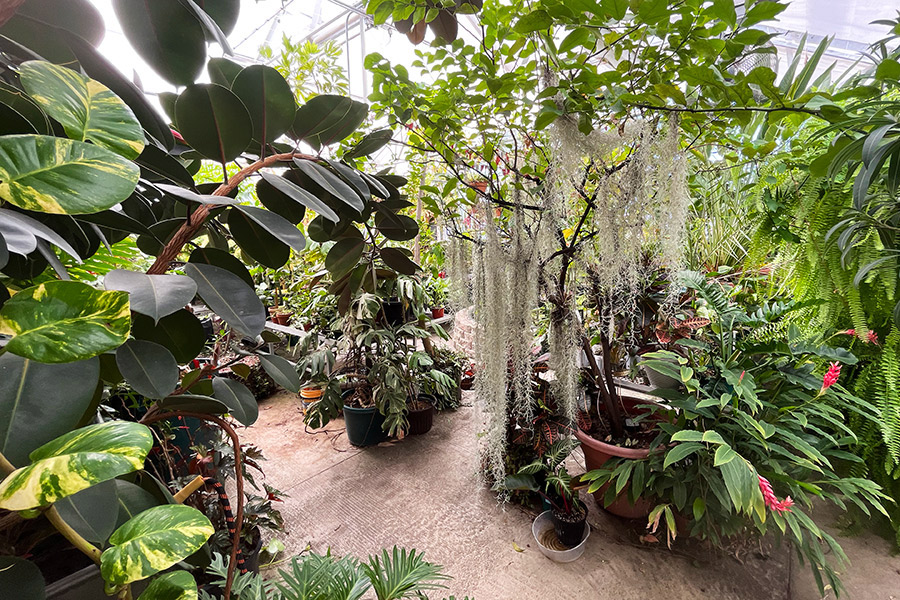 Interior view of EMU's Greenhouse